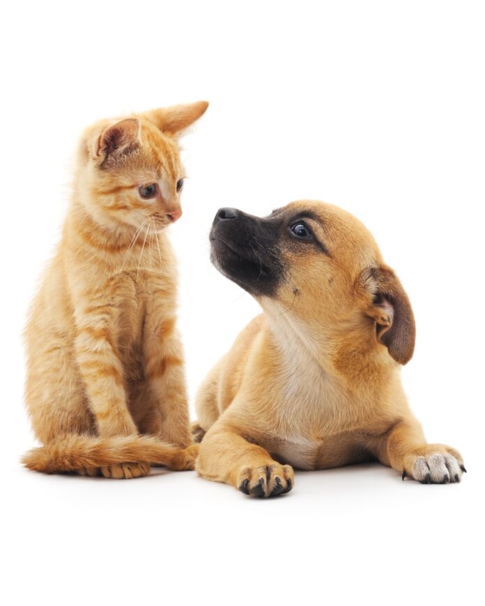 animais