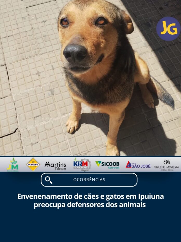 Bê (foto) cachorro envenenado
